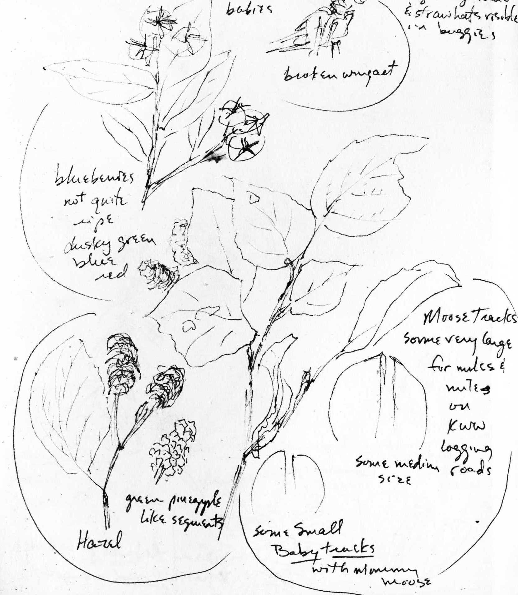 Sketch of blueberries and other plants