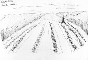 A sketch of potato fields in Aroostook county