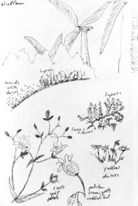 Sketch of some flora near the Mars Hill section of the trail